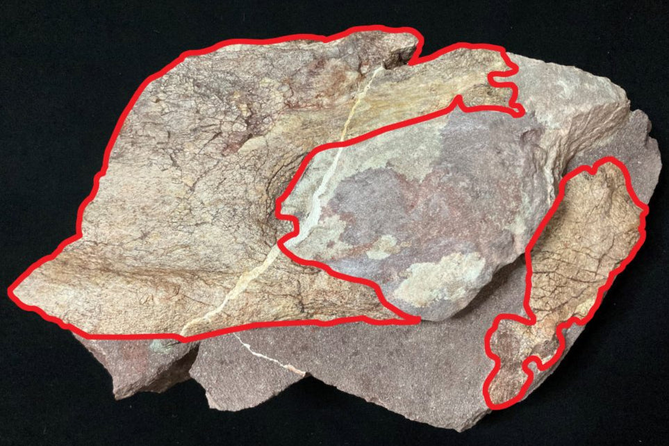 Unearthing Prehistory: Port Island’s Dinosaur Fossils